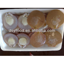 Frozen Sea Scallop